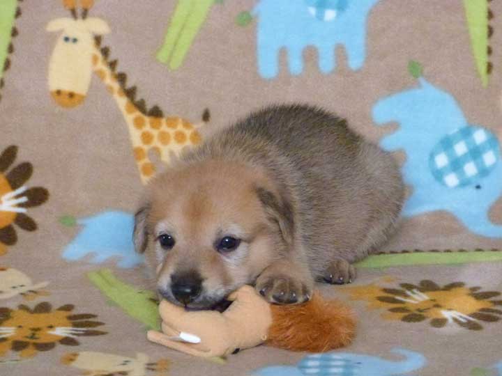 chinook puppy